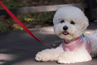 犬の寿命が縮まる散歩