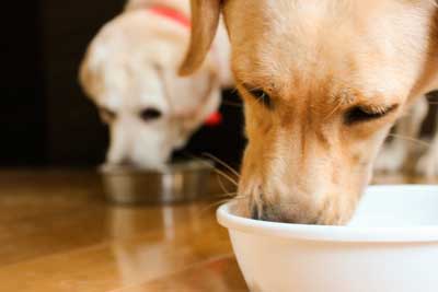 食欲旺盛な犬