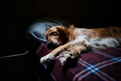 体調不良の犬