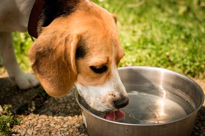 犬の肝臓病予防