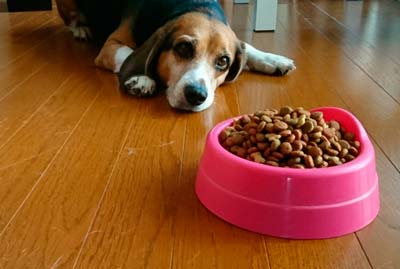 食欲低下の高齢犬