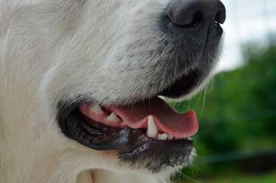 歯のケアを怠ると犬の寿命が縮む？