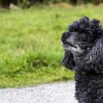 シニア犬の黒プードル