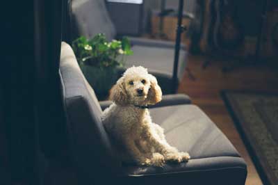 犬の寿命が縮む生活環境