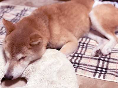 認知症と老犬の夜鳴き