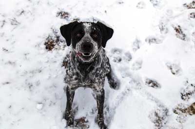 犬の寿命が縮まる外飼い