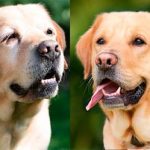 シニア犬と若年犬