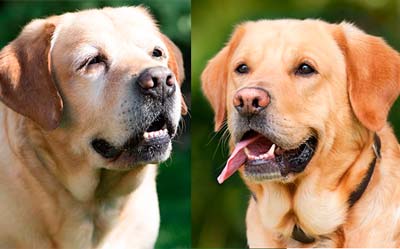 シニア犬と若年犬