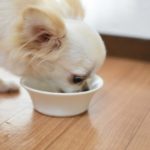 高齢犬の食事回数