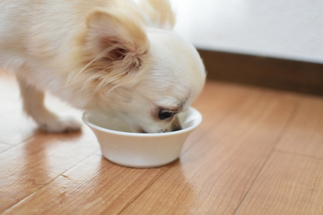 食事量が減った老犬が心配 適切な食事回数やご飯の量は シニア犬の健康ケアに欠かせないポイントは