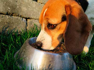 ドッグフードを食べる犬