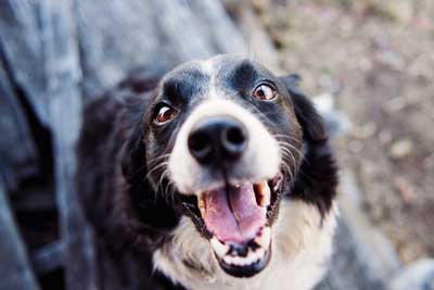 犬の口のイメージ