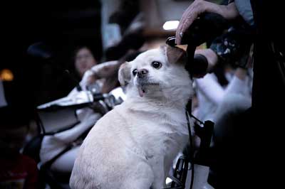 肥満犬イメージ