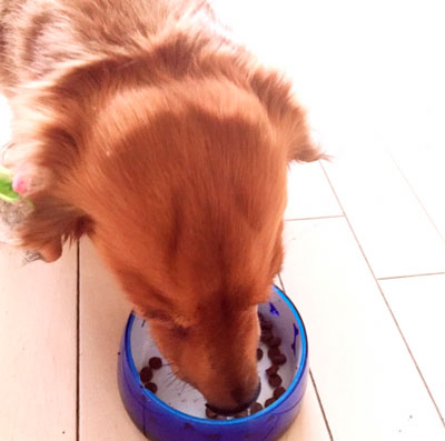 お食事中の犬