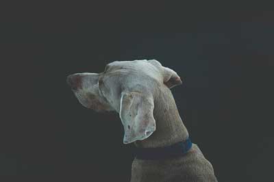 犬の聴覚イメージ