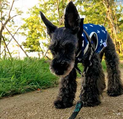 散歩中に立ち止まる高齢犬