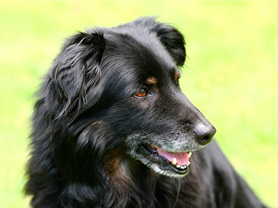 シニア犬イメージ