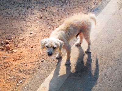 震える 原因 犬