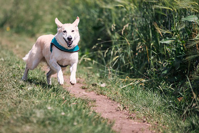 元気いっぱいなシニア犬