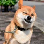 散歩嫌いの犬