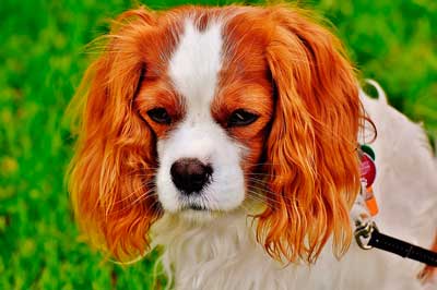 散歩嫌いの高齢犬イメージ