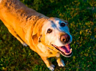 うれしいシニア犬