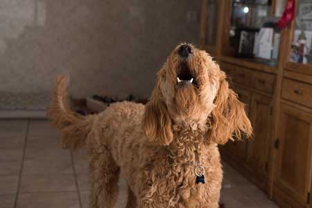 ストレスが犬の白髪の原因に