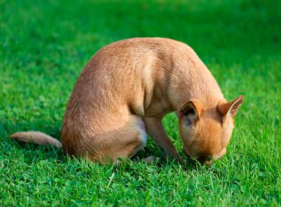 拾い食いをする犬