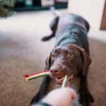 犬用おもちゃ（ロープ）