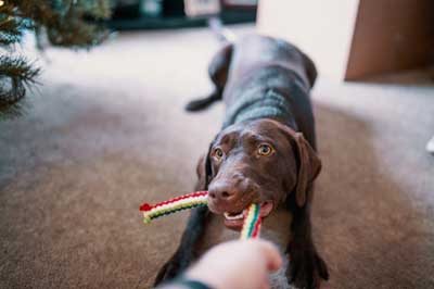 犬用おもちゃ（ロープ）
