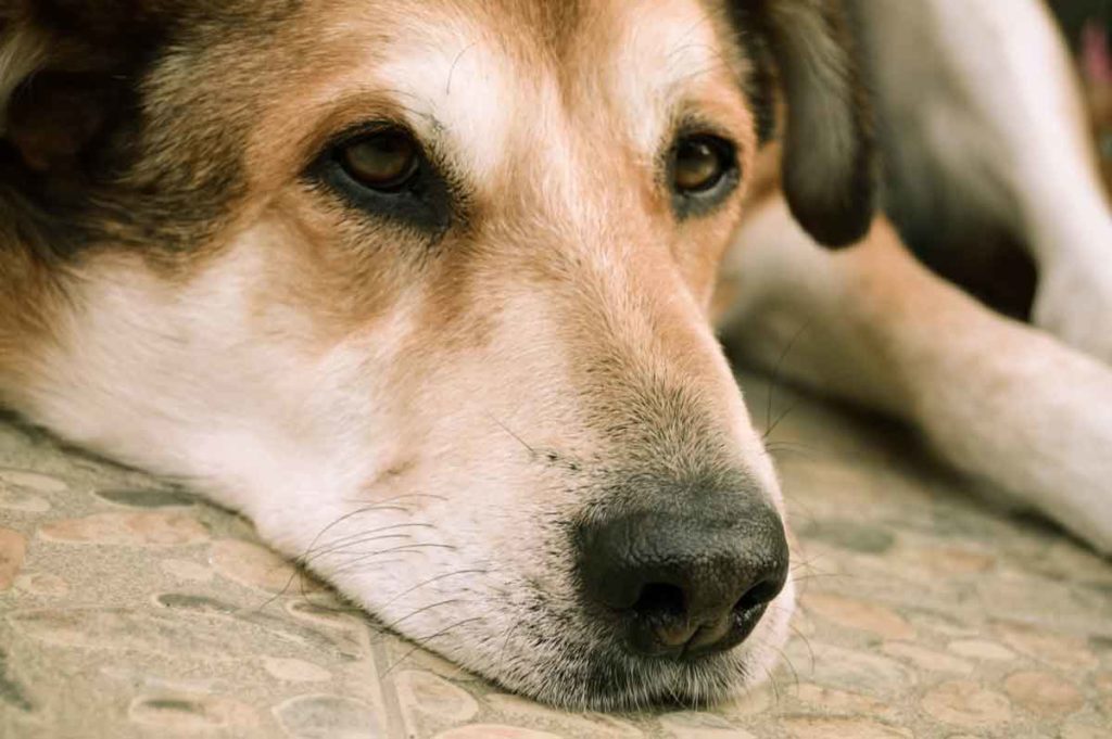 元気のない犬