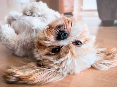 犬の口周りが赤茶色に汚れて臭い よだれやけ改善対策や治し方は シニア犬の健康ケアに欠かせないポイントは