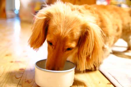 よく食べる高齢犬の病気
