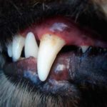 犬の歯石対策グッズ