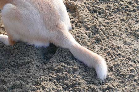 犬のお尻歩きの原因は病気？