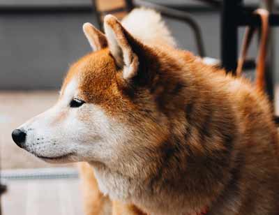 老犬の旺盛な食欲は認知症かも