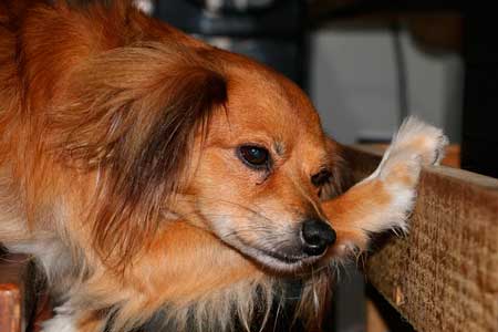 犬は足が痛いときに足を舐める