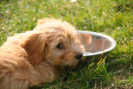 高齢犬（老犬）の水分補給対策