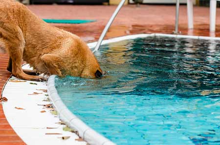 夏の散歩は水辺や水がある場所がオススメ