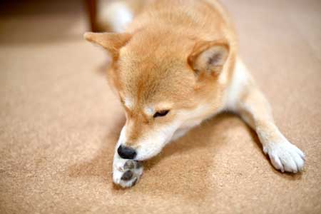 犬が手足をしきりに舐める5つの理由！止めさせる方法は？