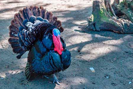 犬に七面鳥（ターキー）を与えてもOK？