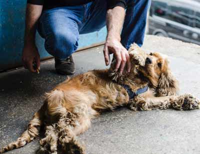 老犬の昼夜逆転生活改善には日光浴と散歩