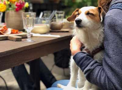 犬の認知症にはコミュニケーションが大切