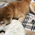 高齢犬の床ずれ予防におすすめのマットレス