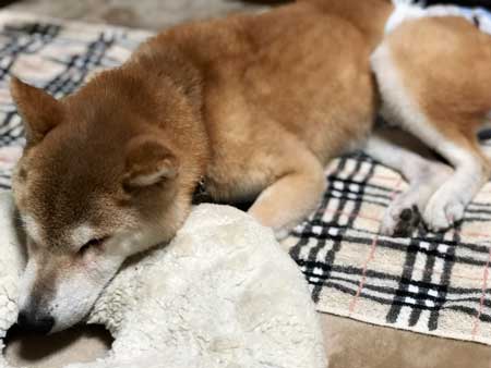 高齢犬の床ずれ予防におすすめのマットレス