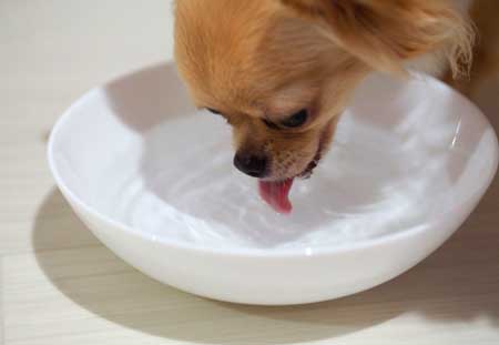 犬の脱水症状対策に経口補水液やスポーツ飲料を与えて大丈夫？