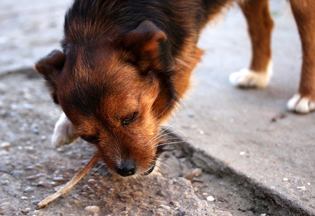 高齢の愛犬にジャーキーを与えてもいいのか見分ける方法