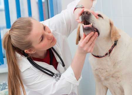 犬の歯石取りは病院がオススメ