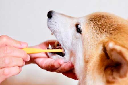 犬の歯石・歯垢予防法