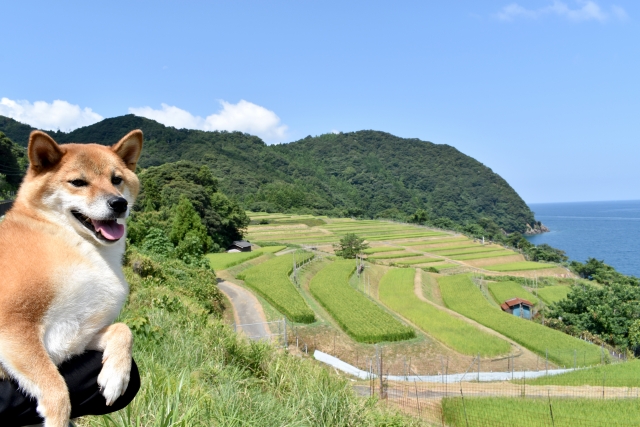 犬が田んぼや農業用水路の水を飲んじゃった！健康への影響は？